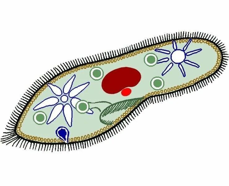 Инфузория туфелька макронуклеус. Органоиды инфузория туфелька. Инфузория туфелька жгутики. Бактериальные клетка инфузория туфелька. Простейшие животные картинки