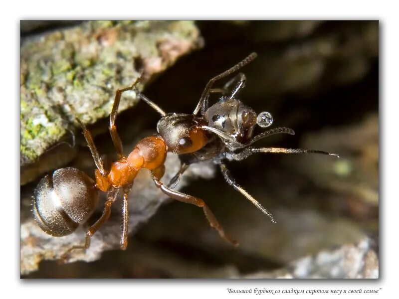 Тля рыжий муравей тип биотических отношений. Муравьи доят тлю. Тля и рыжий муравей. Рыжий Лесной муравей. Рыжий Лесной муравей и тля.