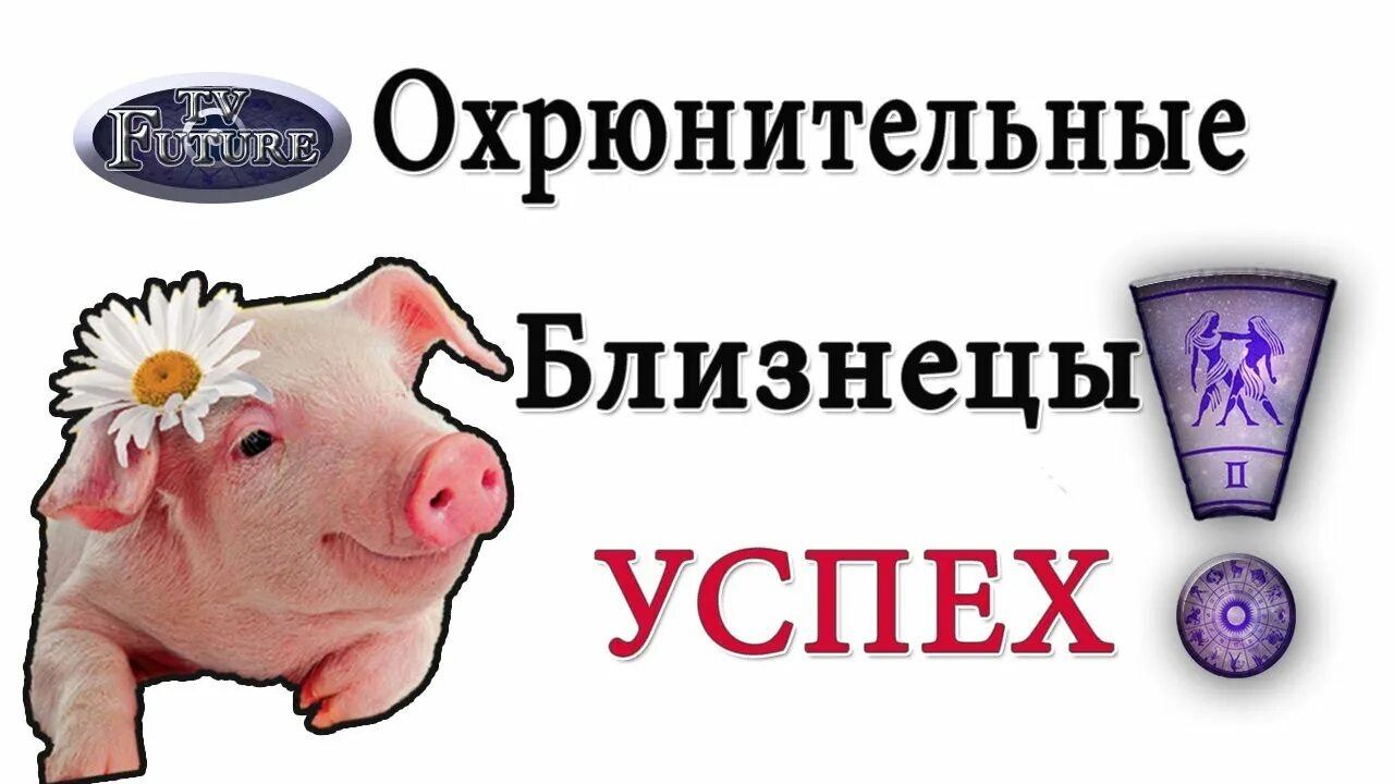 Женщина близнец свинья совместимость
