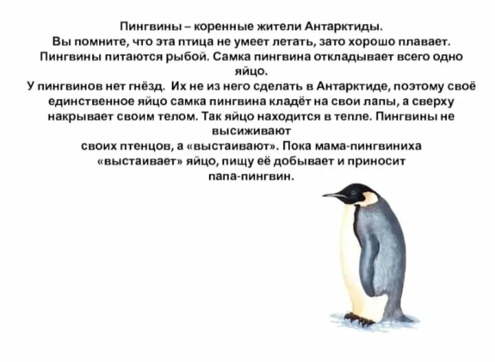 Пингвины удивительные птицы антарктиды проект 5 класс К какой группе птиц относится императорский пингвин