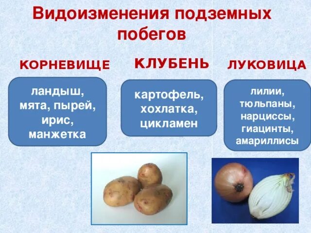 "Вегетативные органы растений", 6 класс