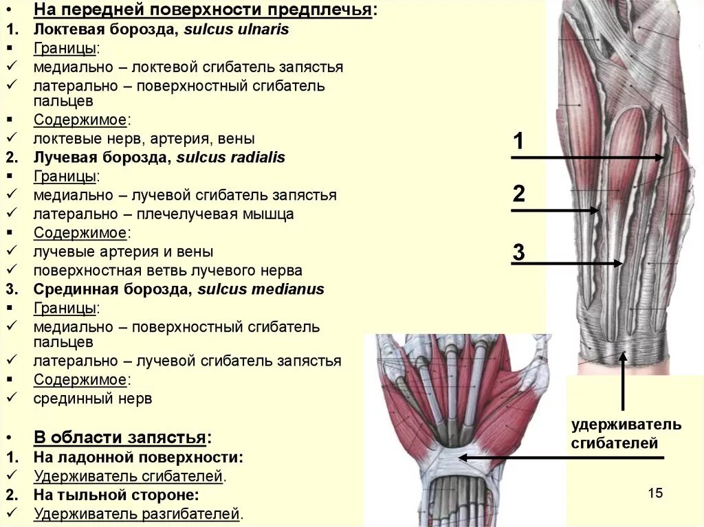 Борозда локтевого нерва анатомия. Лучевая срединная и локтевая борозда. Борозды предплечья топографическая анатомия. Топография сосудисто нервного пучка задней области предплечья.