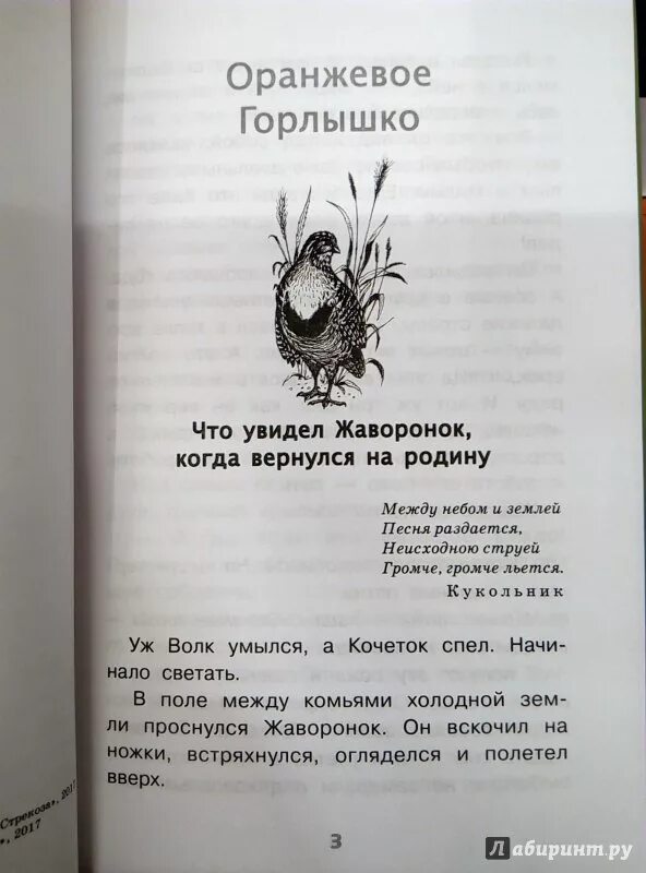 Читательский дневник бианки оранжевое. Оранжевое горлышко. Оранжевое горлышко книжка. Что увидел Жаворонок когда вернулся на родину. Бианки оранжевое горлышко книга.