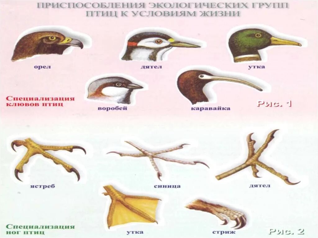 Приспособления птиц. Внешние приспособления птиц. Черты приспособления птиц. Приспособления птиц к полету.