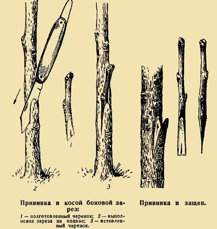 Стоит ли прививать. Окулировка плодовых деревьев. Привить черешню на вишню в расщеп. Окулировка черешни на вишню. Улучшенная копулировка черешни.