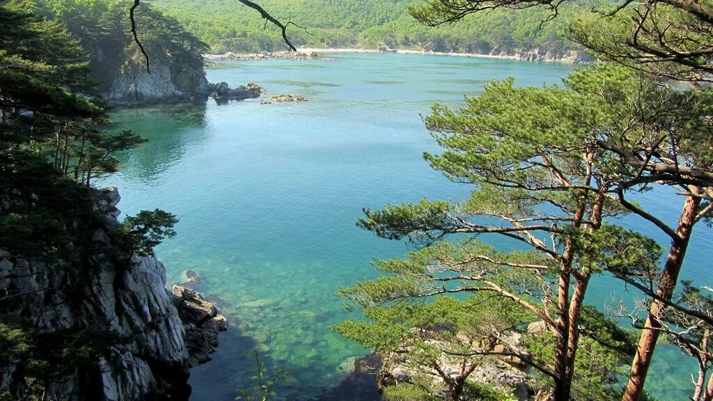 Бухта Гамова в Приморье. Сосна Гамова. Сосна Гамова большая. Far Eastern Marine Reserve. Far eastern