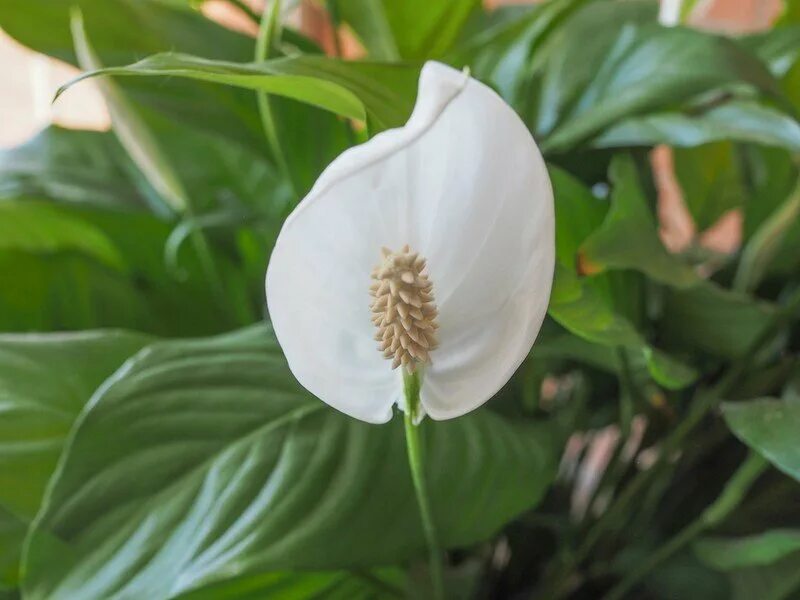 Белый цветок домашний название. Белокрыльник спатифиллум. Спатифиллум Калла. Цветок спатифиллум Калла. Цветение спатифиллума.
