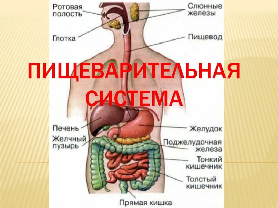 Пищеварение в ротовой полости желудке и кишечнике. Система пищеварения. Строение системы пищеварения. Железы пищеварительной системы человека. Пищеварительная система презентация.