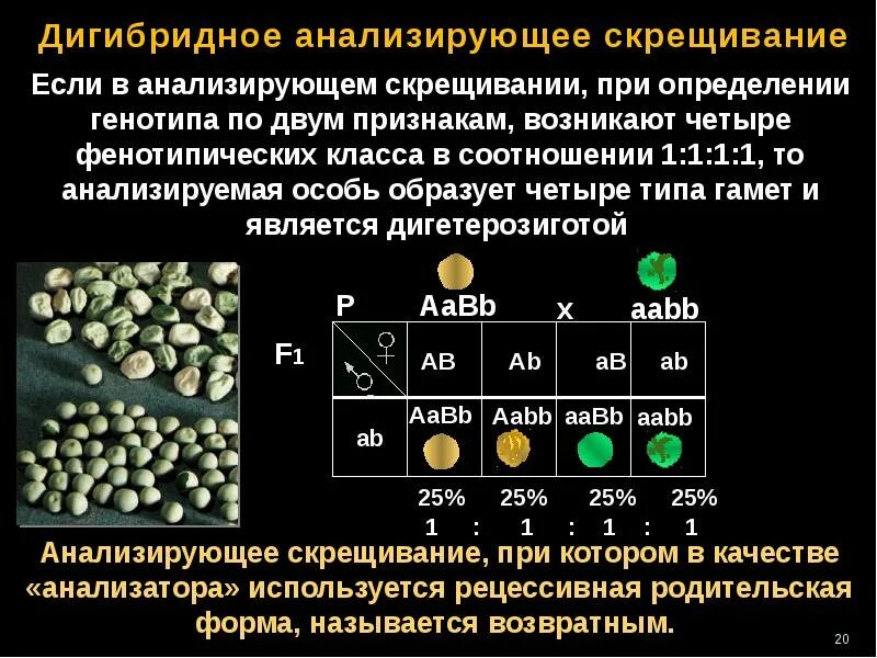 Генотипа промежуточного признака. Дигибридное скрещивание независимое наследование. Анализирующее дигибридное скрещивание. Тип наследования при анализирующем скрещивании. Анализирующие дегебриднле скоещивание.