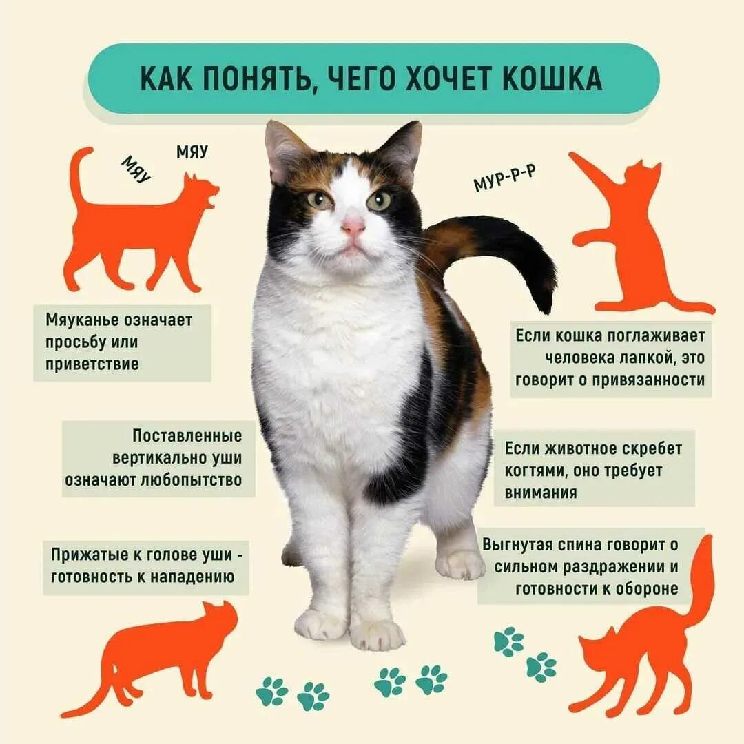 Как понять что кошка хочет есть. Как понять кота. Как понять что хочет кот. Как понять чего хочет кошка. Звук просящей кошки