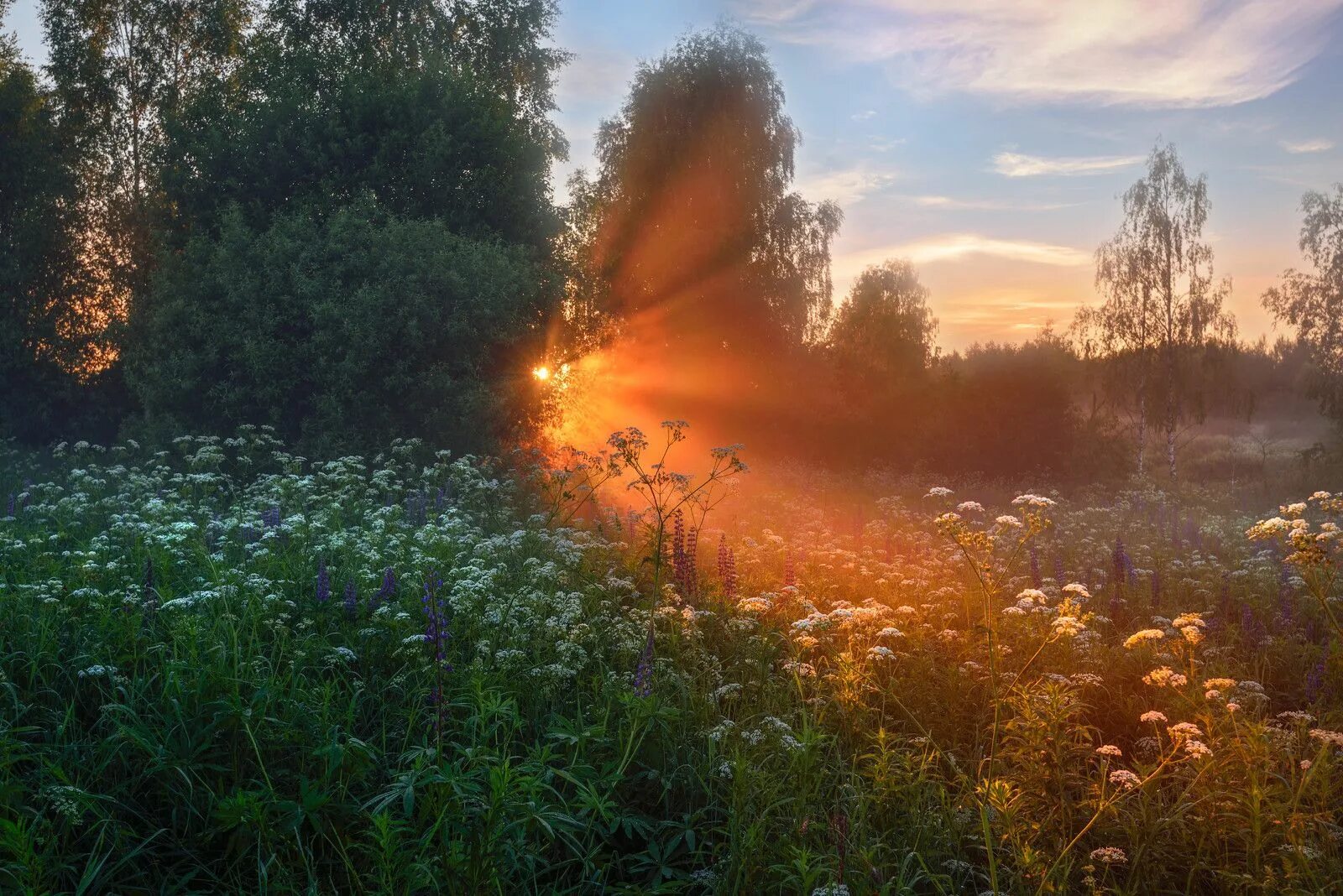 Раннее утро лето. Утренний пейзаж. Натюрморт на природе. Утро июля фото. Июлья.