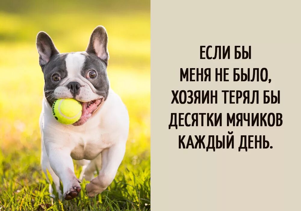 Собака выражения