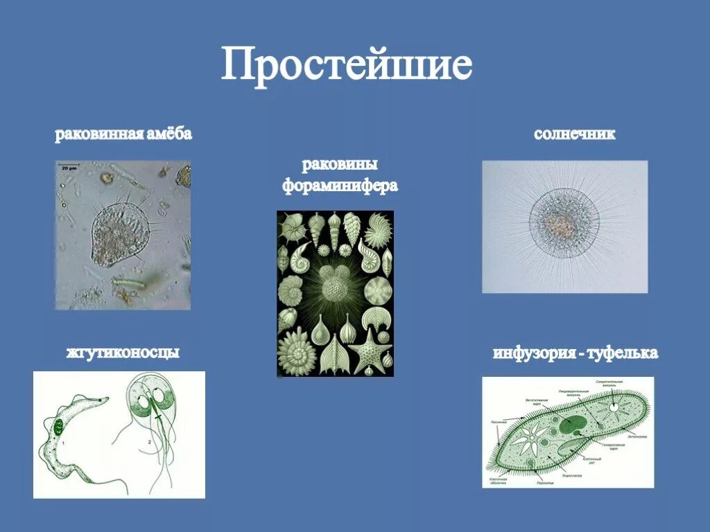 Простейшие. Простейшие названия. Простейшие картинки. Простейшие существа. Общие простейших пример