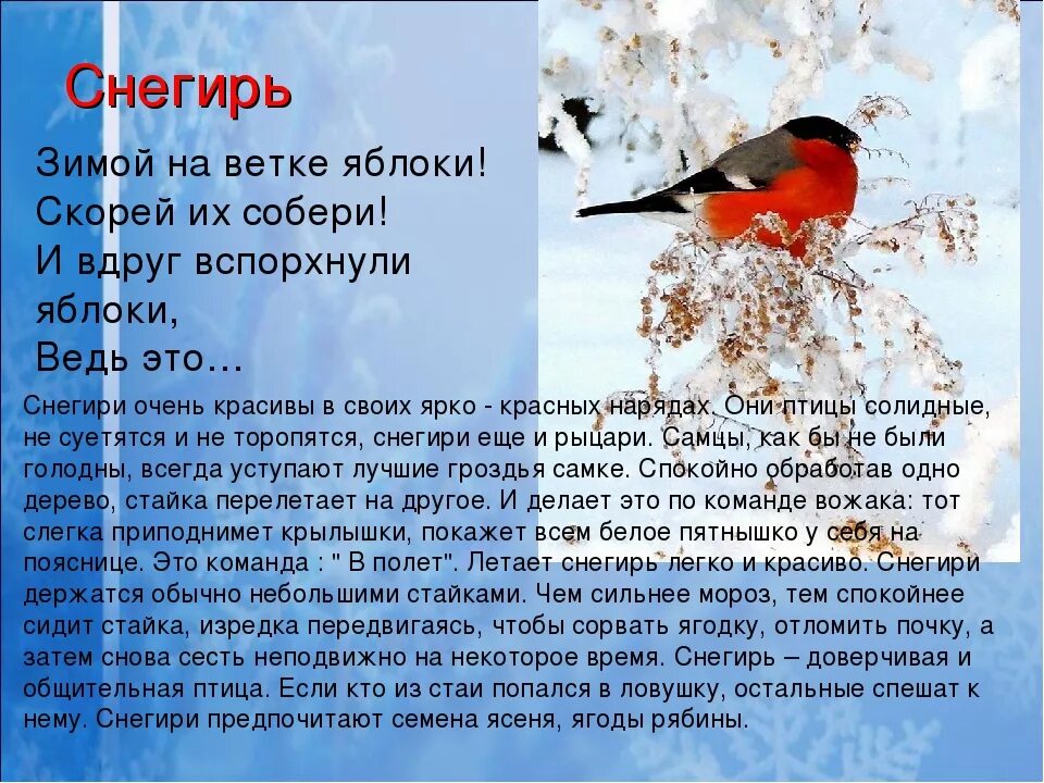 Снегирь описание. Рассказ про снегиря. снегирь для детей. описание снегиря. снегирь птица описание.