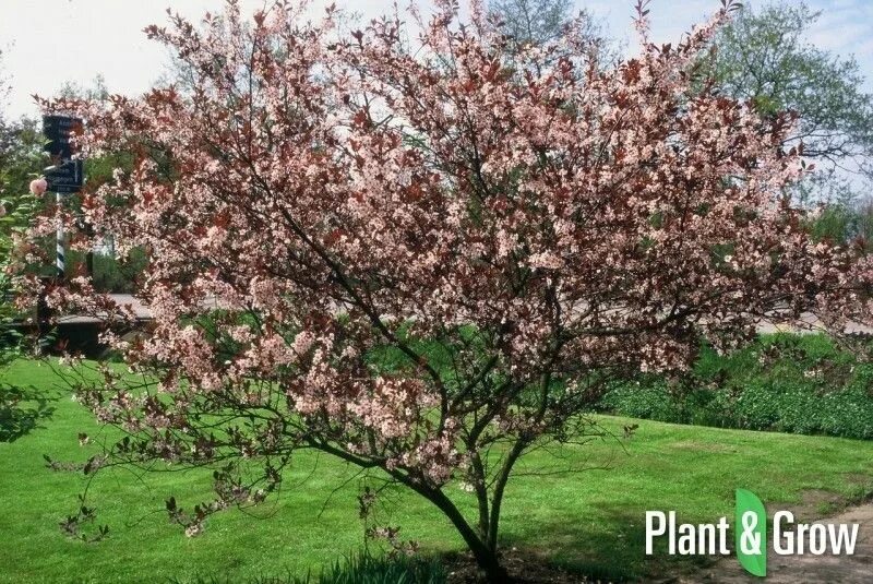 Prunus перевод. Слива цистена Prunus cistena. Слива пурпурная - Prunus cistena. Прунус (Prunus). Слива цистена (Prunus x cistena).