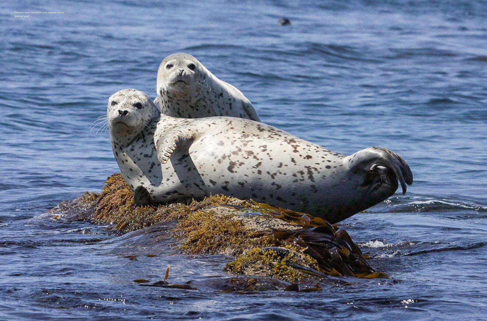 3 морских заповедников. дальневосточный морской заповедник приморский край природа. 3 морских заповедников. дальневосточный морской заповедник водоросли. 3 морских заповедников.