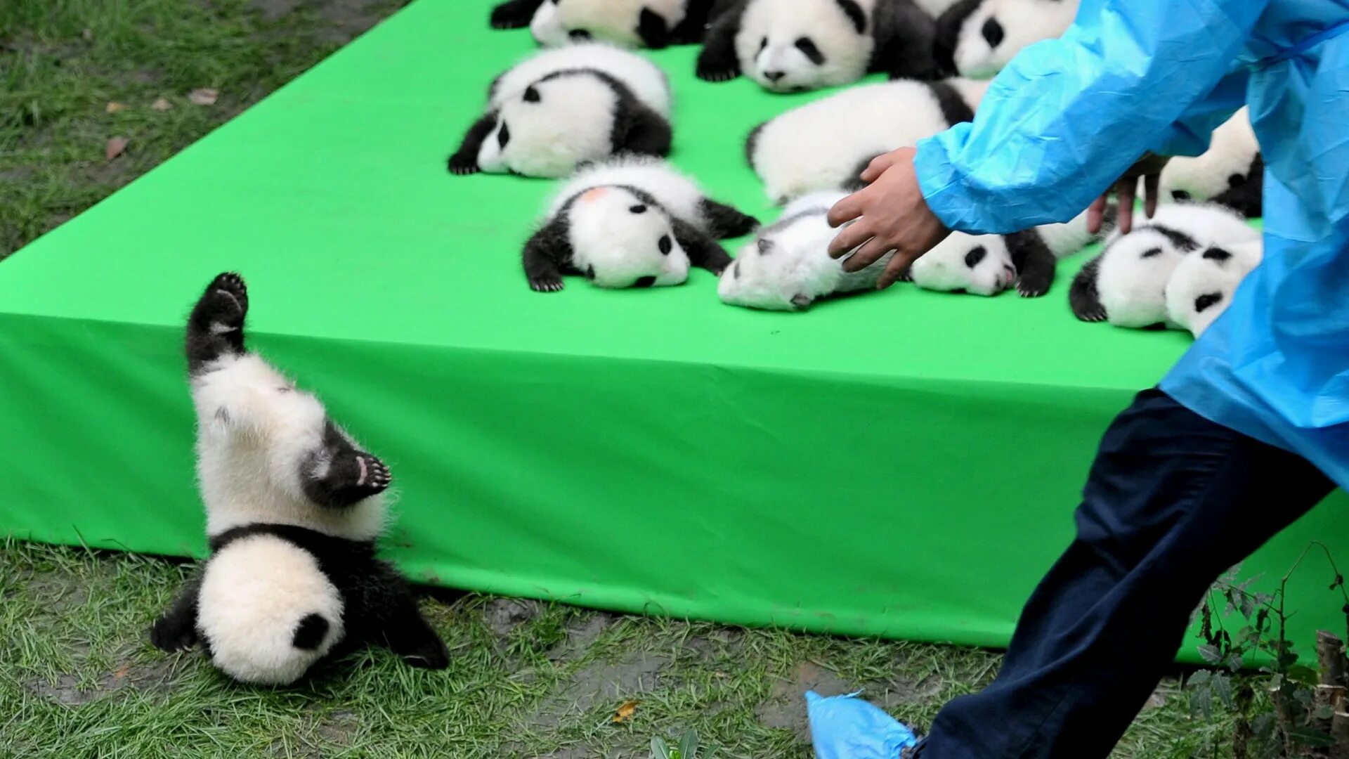 Панда таджикски. Панды веселятся. Панда картинки. Смешная Панда. Панда в Китае.