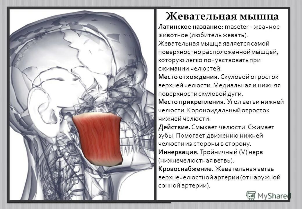 Нижняя задняя зубчатая мышца иннервация. Воспаление жевательной мышцы. Подостная мышца функции. Анатомия подостной мышцы. Длинная головка трехглавой мышцы функции.