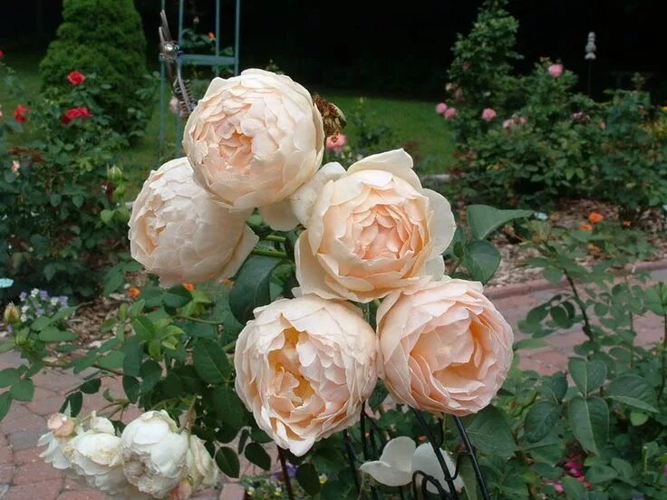 Les roses Jude Ze Obskur: varietes, culture et taille. Les roses Jude Ze Obskur 