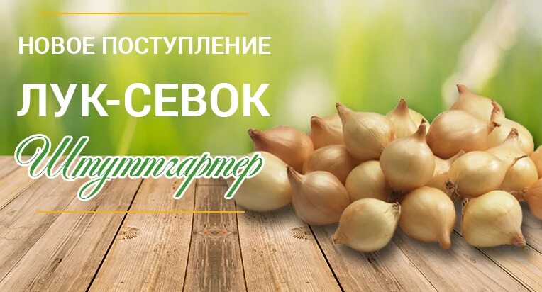 Поступление лука-севка из Голландии - АгроНика