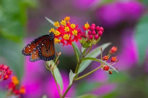 Butterfly flower
