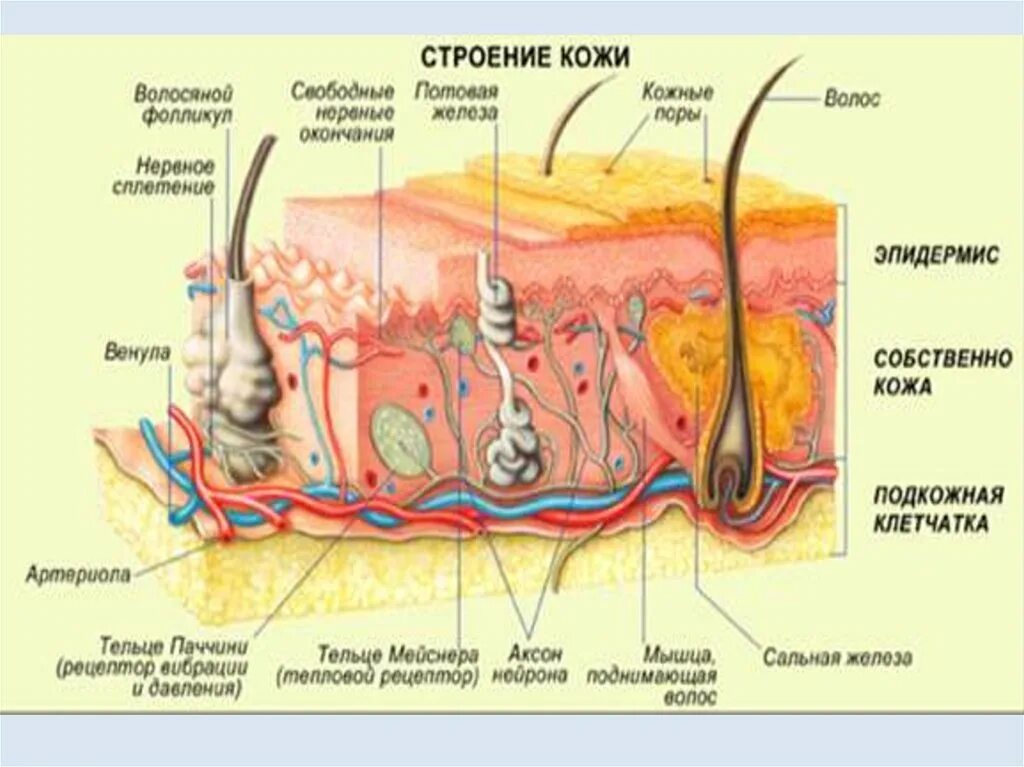 Какая структура кожи мощная у тюленей. Строение кожного анализатора анатомия. Орган осязания кожа анатомия. Рецепторы кожного анализатора. Осязательный анализатор строение строение.