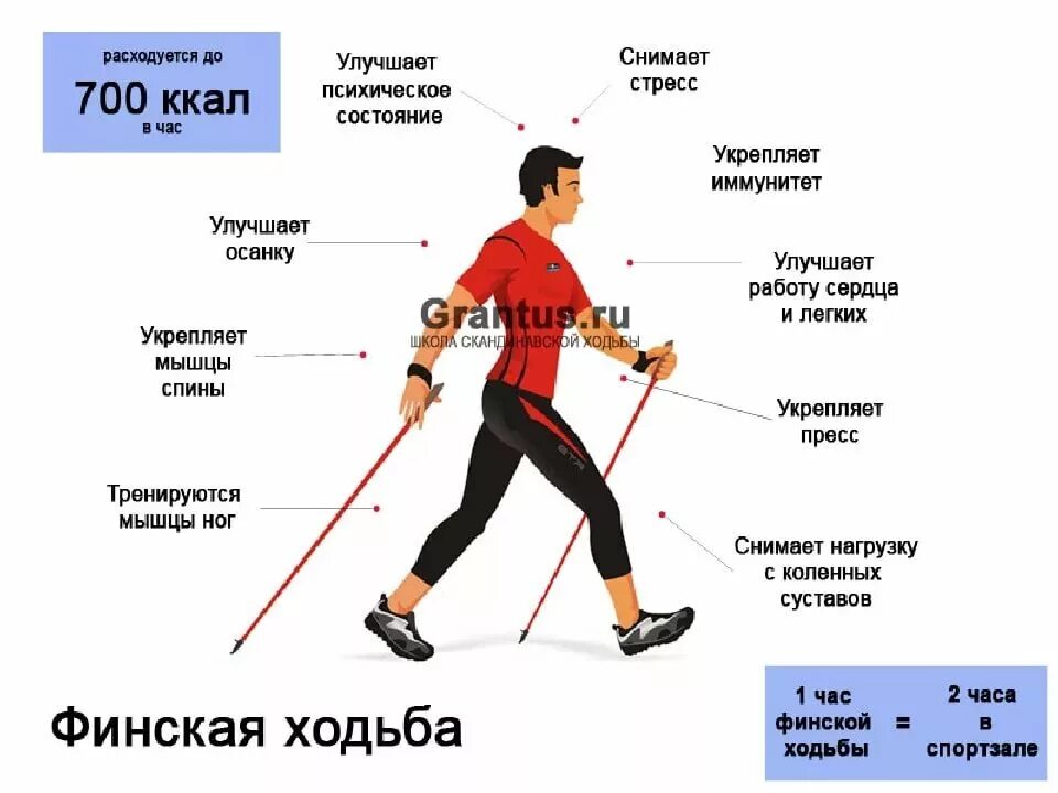 Силовая ходьба что это. Скандинавская ходьба. Техника скандинавской ходьбы картинки. Занятия скандинавской ходьбой. Скандинавская ходьба задействованные мышцы.