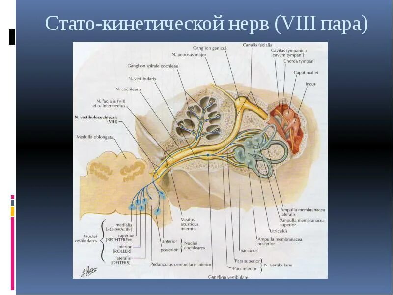 Нервные узлы черепных нервов. 8 Пара черепных нервов анатомия. Преддверно-улитковый нерв схема. Ядра преддверно улиткового нерва. Вестибулярная часть преддверно улиткового нерва.