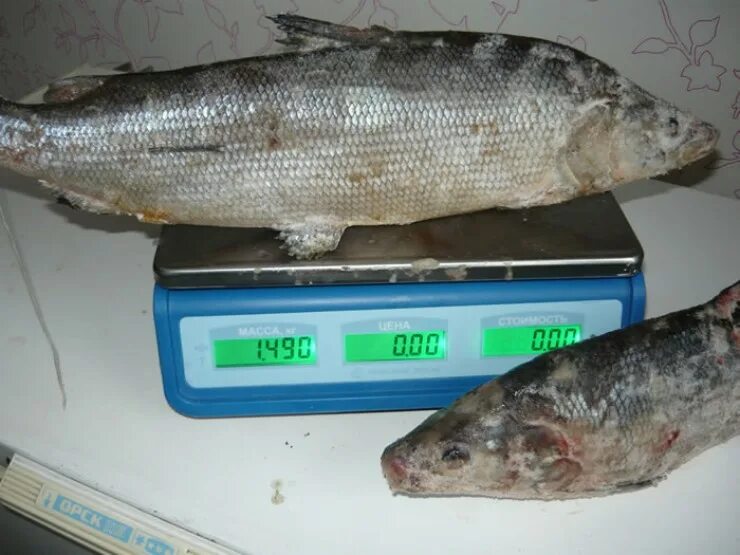 муксун 1 кг. нельма рыба 25кг. муксун 1 кг. пелядь, муксун. муксун филе с/с в/у.