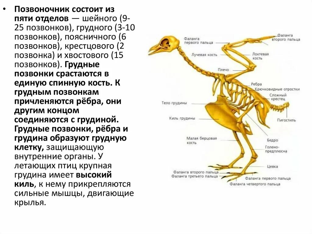 Каковы особенности мускулатуры птиц. Внутреннее строение птиц. Внешнее строение птиц. Строение птицы цевка. Пеликан строение тела.