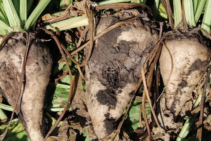 Хороший сосед репы. Полиплоидные сорта сахарной свеклы. Буряк свекла сахарная. Свекла сахар. Корнеплод 9.