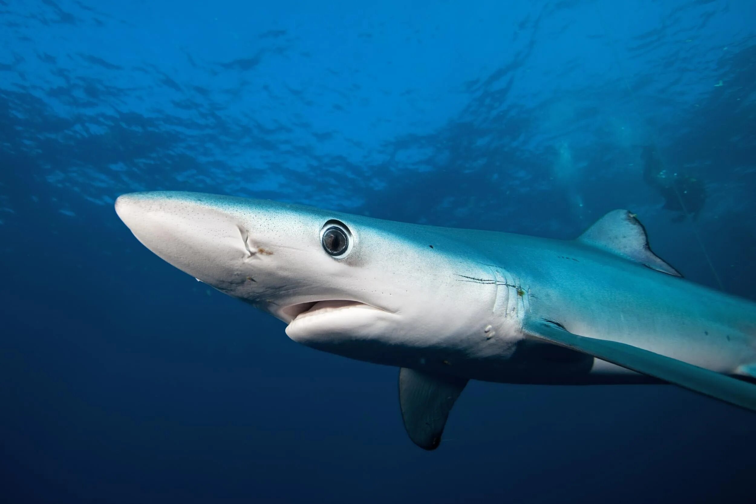 Carcharias taurus. Проект акула. Акула какие песни. Oceanic whitetip shark. Самая красивая акула.