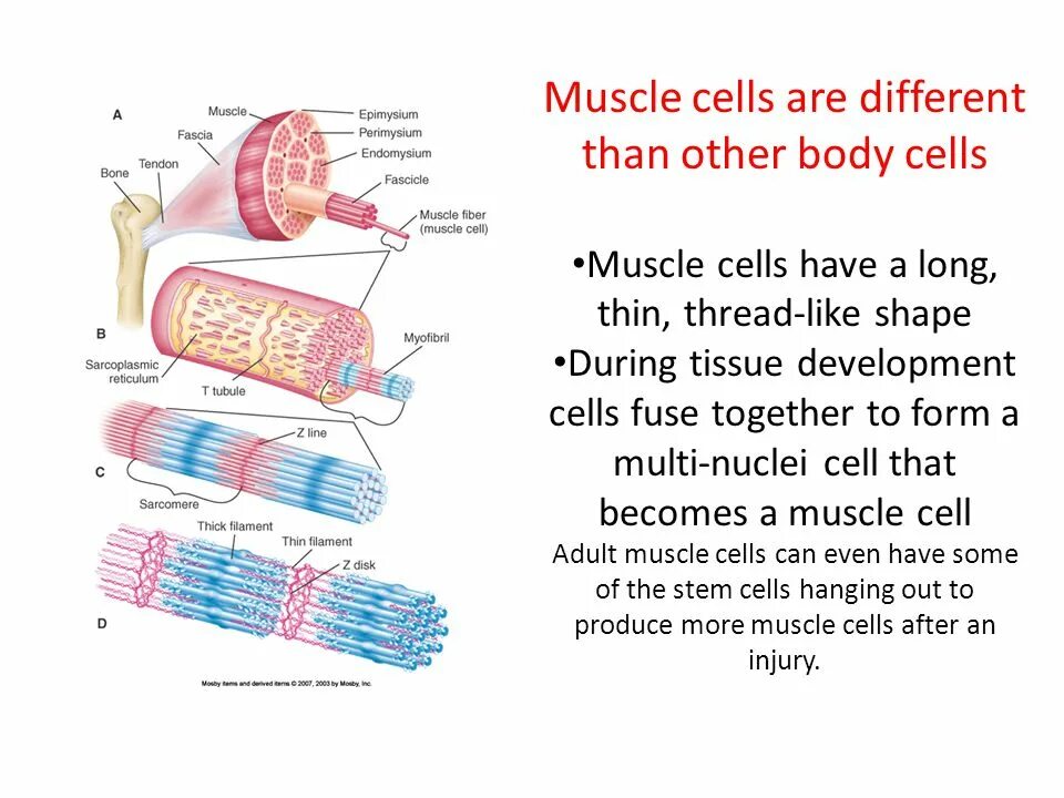 Muscle Cell. Muscle Cell structure. What are muscle Cell. Muscle Cell work calculation. Each cell