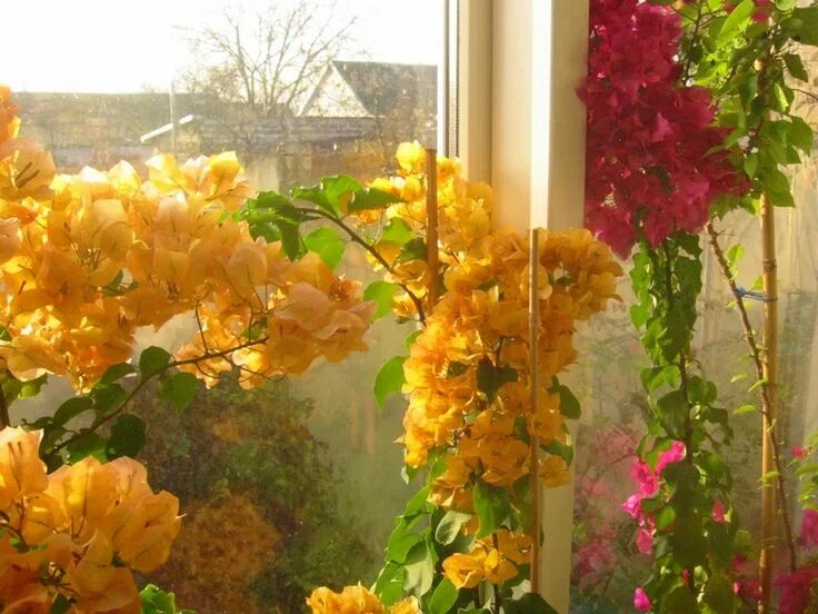 Купить семена Бугенвиллия или Бумажный цветок Bougainvillea Aussie Gold в Москве