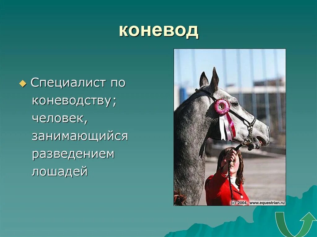 Профессия конюх. Коневод профессия. Коневод для детей. Конюх профессия для детей.