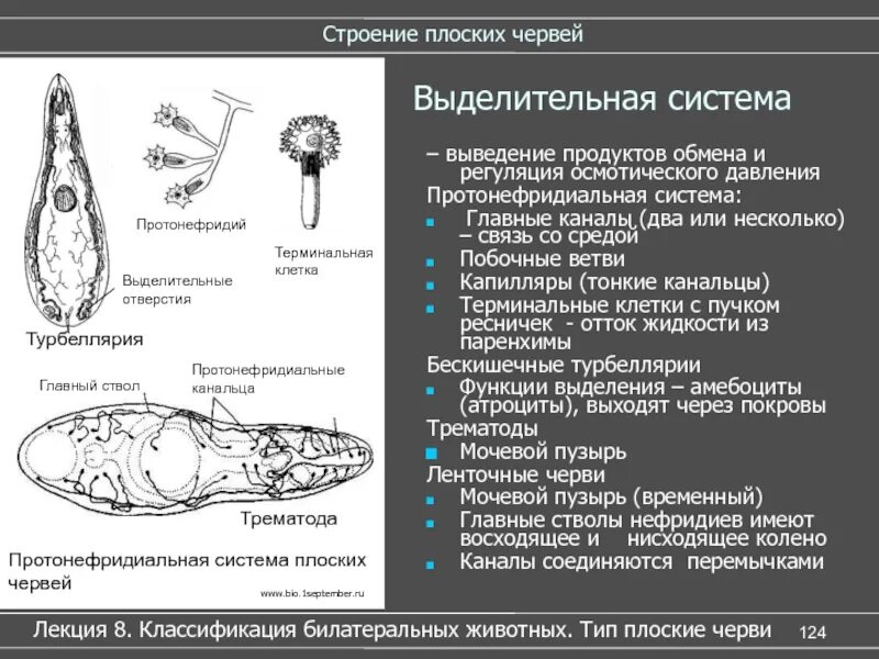 Особенности строения выделительной системы плоских червей. Строение выделительной системы червя. ресничные черви строение выделительной системы. выделительная система у ленточных червей 7 класс. тип выделительной системы плоских червей.