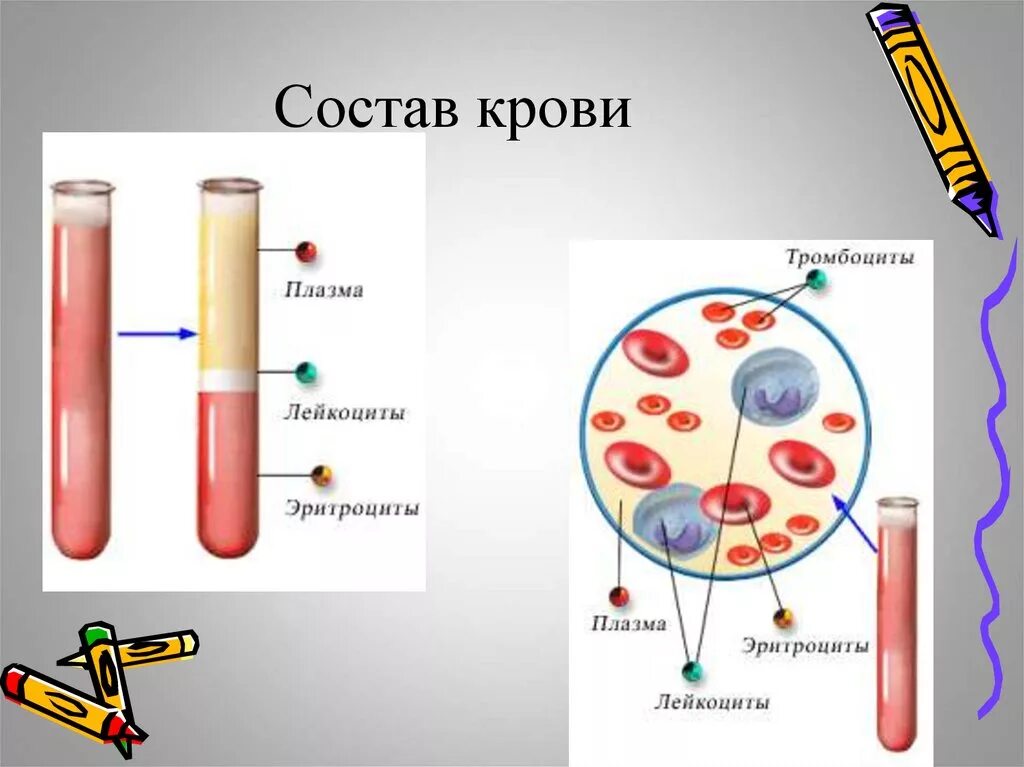 Морфологический состав крови. Плазма крови схема. Состав плазмы крови схема. Состав крови рис 51. Строение крови человека схема.