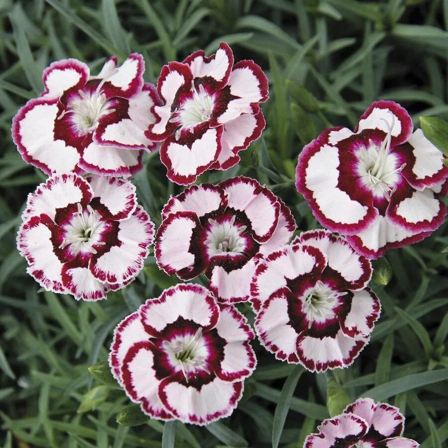 Гвоздика многолетник. Садовая гвоздика (Dianthus caryophyllus). Турецкая гвоздика травянка. Гвоздика турецкая многолетняя низкорослая. Турецкая гвоздика многолетняя.