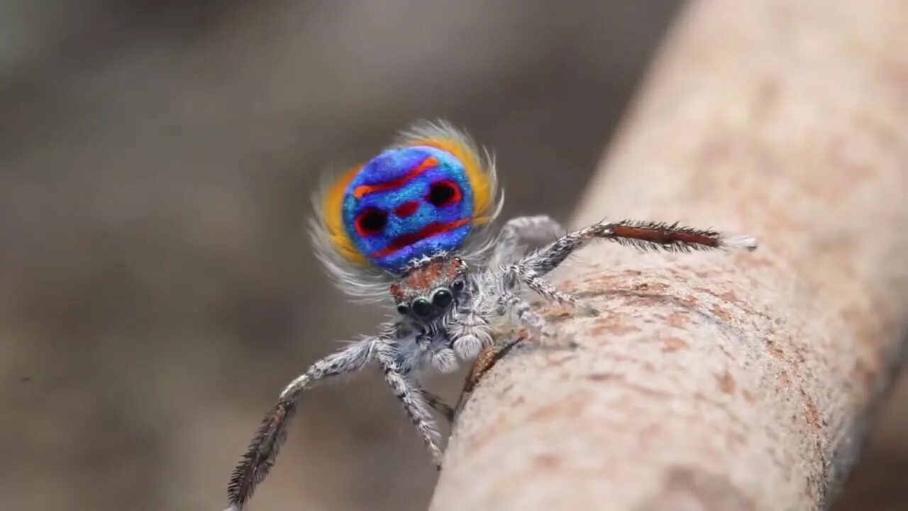 Pin by Luna Bulla on ° ° ° Un Mondo di Animali ° ° ° Jumping spider, Spider, Spi