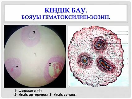 Студенистая ткань