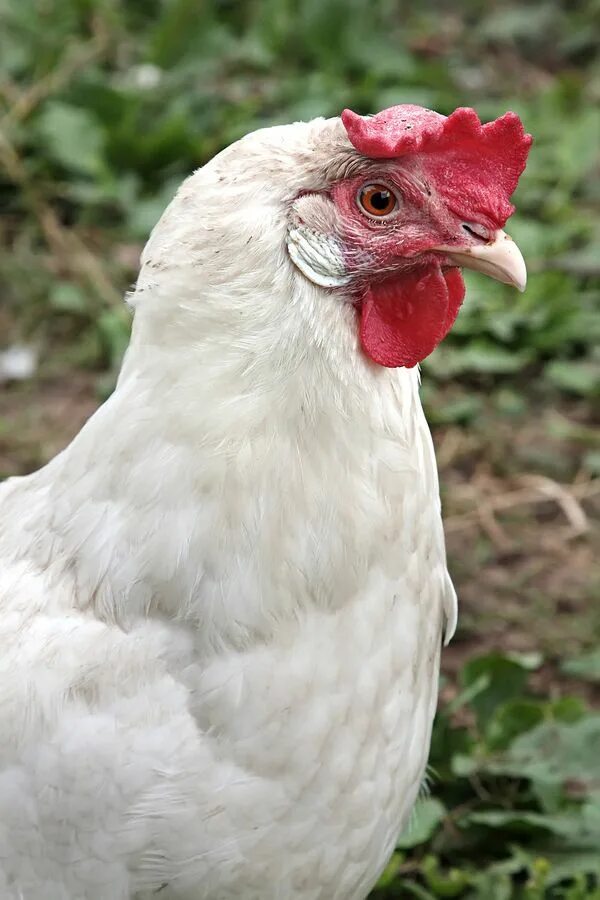 Курицы коралл отзывы фото Pin on Hen Fancy chickens, Chickens backyard, Beautiful chickens