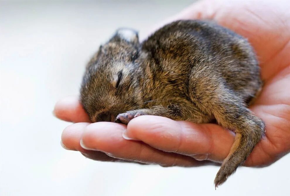 новороженныекрольчата. маленькие крольчата. маленькие кролики. заяц родился. заяц родился.