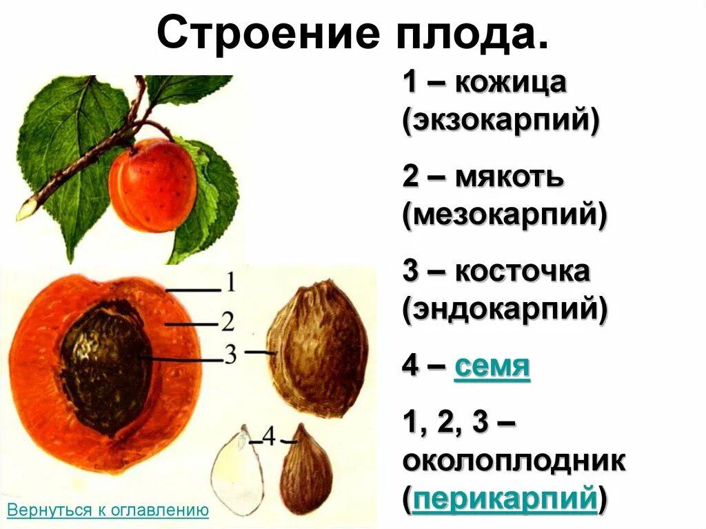 Строение плода эндокарпий. Строение плода экзокарпий. Строение плодов околоплодника. Строение косточковых плодов. Функции околоплодника