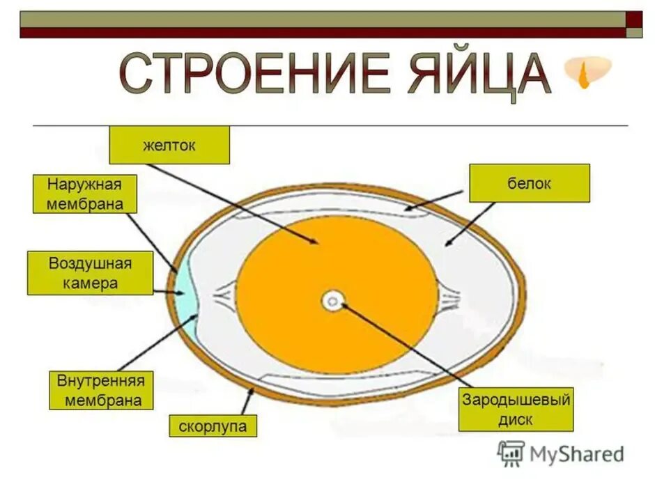 Строение яйца птицы и функции. Внутреннее строение яйца птицы. Строение скорлупы яйца птицы. Строение яйца зародышевый диск.