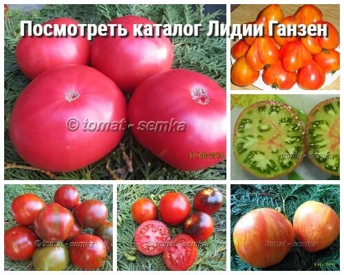 Томаты редько валентины солнечный сад. Семена томатов черри для открытого грунта низкорослые. Томат золотые горы медео. Томат сибирский гроздевой. Каталог редько.