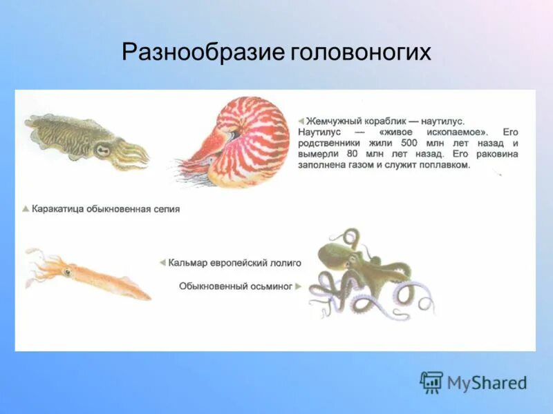 Биология 7 класс класс головоногих моллюсков. Головоногие моллюски внешнее строение. Строение головоногих моллюсков. Представители класса головоногие. Внешнее строение головоногих моллюсков.