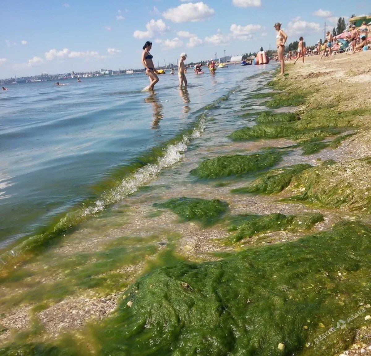 Водоросли в анапе. Зеленые водоросли Анапа. Водоросль камка в Анапе. Море цветет Одесса. Анапа море водоросли.