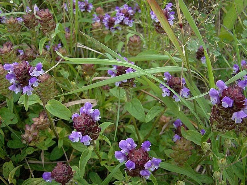 черноголовка проблемы. черноголовка ссср. черноголовка трава. черноголовка горлянка. черноголовка (пос.