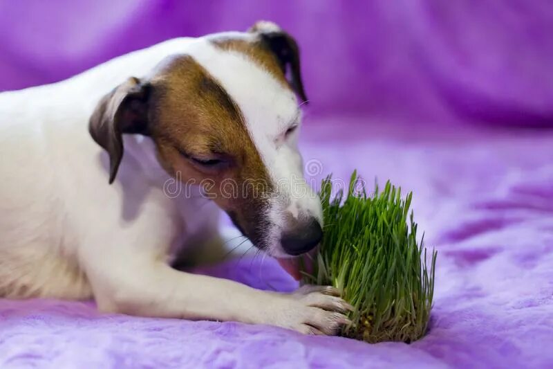 Почему собака ест траву на улице. Собака ест траву. Собака кушает траву. Трава которую едят собаки. Овчарка ест траву.