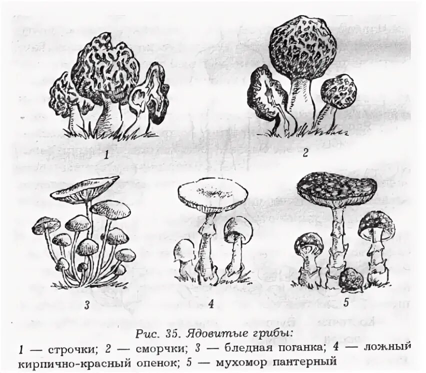 Какой тип питания характерен для мухомора пантерного. Строчок обыкновенный гриб рисунок. Строчки грибы. Отравление строчками и сморчками. Сморчки грибы ядовитые.